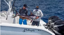 The Lessons of Swordfish