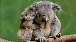 Aussie Battlers