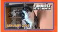 Funniest Pets of the Month