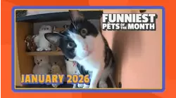 Funniest Pets of the Month | Ep. 3.1