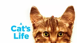 A Cat's Life