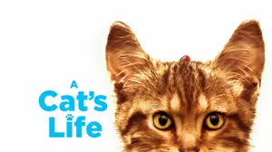 A Cat's Life