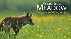 Summer in the Meadow: Diary of a Vanishing World