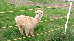 No Prob Llama