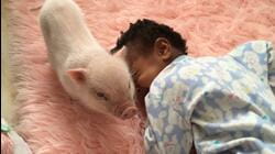 Piglets