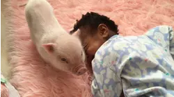Piglets