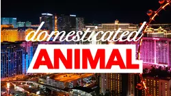 Bret Ernst Domesticated Animal