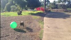 Boisterous Boston Terriers