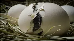 The Egg: Bursting into Life