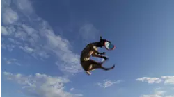 Frisbee Dogs