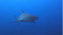 Off-Duty Nurses Jump Into Action After Man is Bitten by Shark