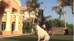 Upward Dog, Downward Spiral