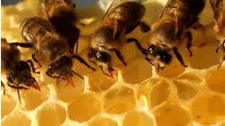 Space Bugs, Squirrel Mind Maps