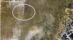 Salmon spotted in Bay Area creek, marking return for 1st time in decades after restoration project