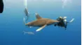 Blue Water Savages