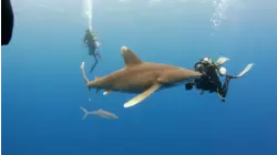 Oceanic Whitetip Sharks