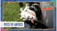 Pets VS. Everything