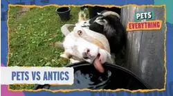 Pets VS. Antics