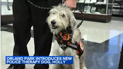 Orland Park introduces new police therapy dog, Holly