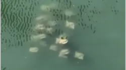 'Fever' of rays spotted swimming in Newtown Creek