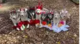 Best Pets of the Month