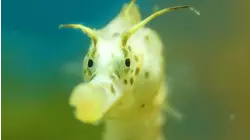 Life In Dark Water