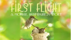 First Flight: A Mother Hummingbird's Story