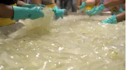 How 1.5 Million Aloe Vera Leaves Are Harvested A Week