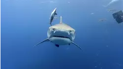 Tiger Sharks + Night Diving With Sharks