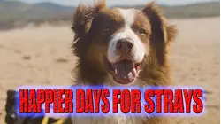 Happier Days For Strays