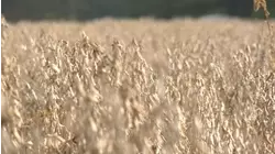 Farmers to get $12B in aid package from Trump administration