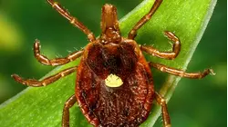 'Unheard of.' Researchers report tick activity already on the rise in Connecticut