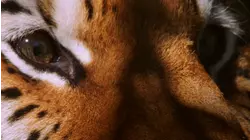 The Predator's Playbook