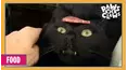 Paws VS. Claws