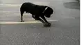 Funniest Pets & People