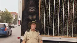 Chilled Gorilla