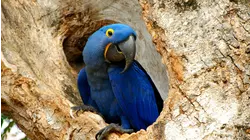 Pantanal: Brazil's Wild Heart