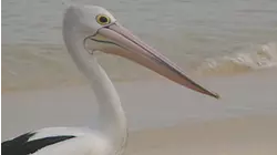 Moreton Island