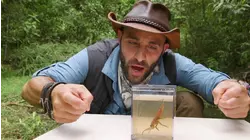 Giant Water Bug Bite