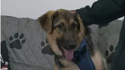 Paws of War hosts homecoming for dogs rescued by service members deployed in foreign countries