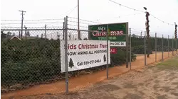 Sid's Christmas Trees in Clovis opens for the season