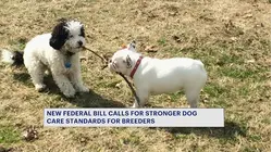 Puppy Protection Act unveiled to strengthen standards at dog breeding facilities