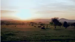 Lions