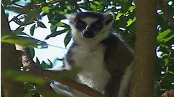 Madagascar