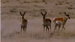 Fastest