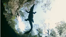 Bay of Crocs