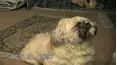 Funniest Pets & People
