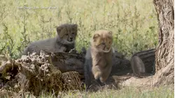 San Diego Zoo Safari Park baby cheetahs' names revealed