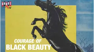 Courage Of Black Beauty