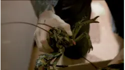 Why Lobster Is So Expensive